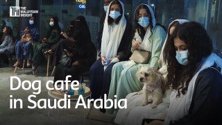 First dog cafe opens in conservative Saudi Arabia