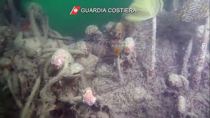 Golfo di Trieste - Guardia Costiera recupera una tonnellata di reti fantasma (26.09.20)