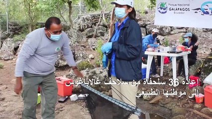 إعادة 36 سلحفاة من سلاحف غالاباغوس إلى موطنها الطبيعي