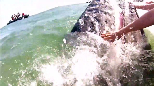 Ce touriste va pouvoir toucher une baleine... moment magique
