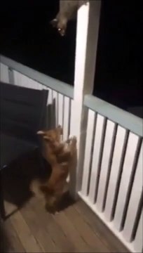 Cet opossum nargue un chien... Tellement drôle