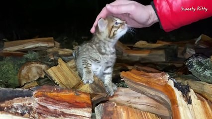 Lonely soul a street kitten screams for help at night
