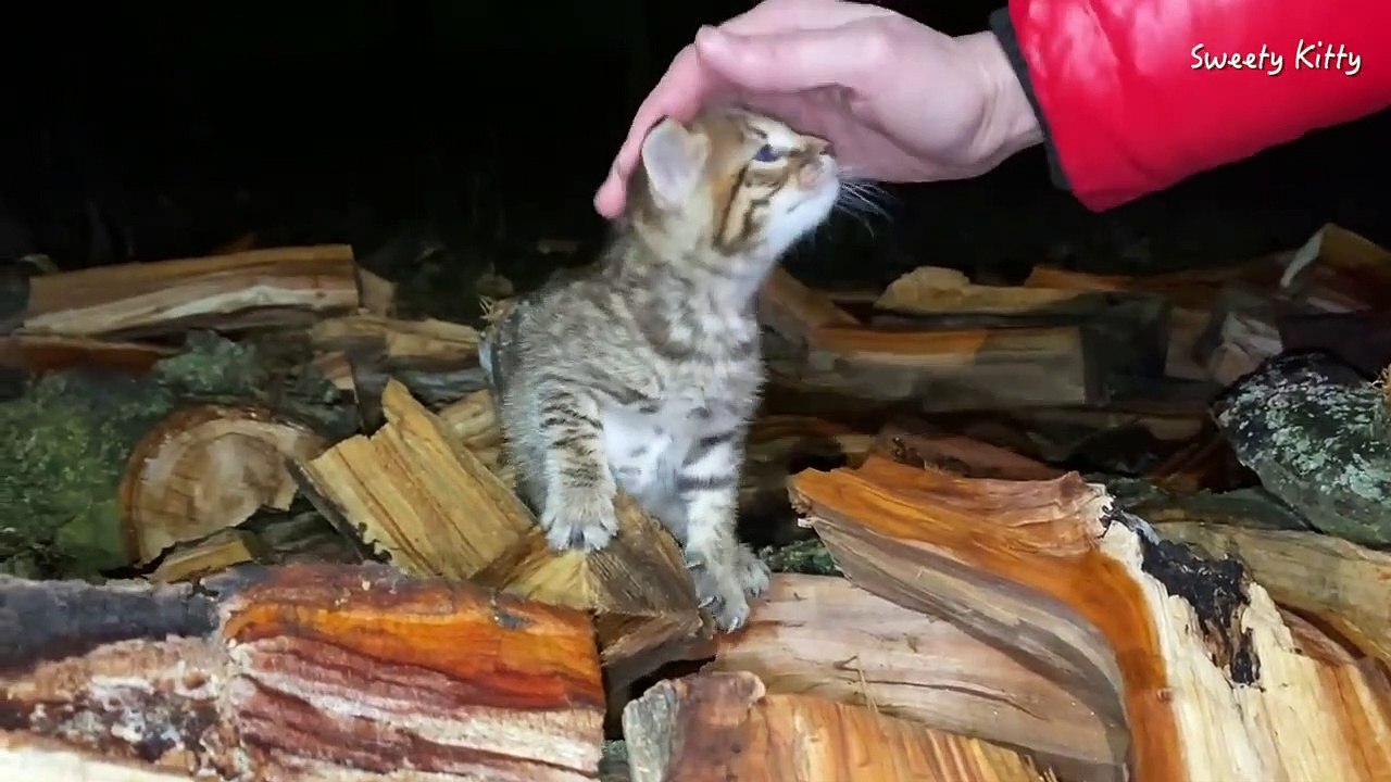 Lonely soul a street kitten screams for help at night