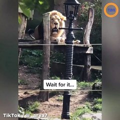 Quand un homme et un lion font un concours de rugissement !