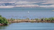 Reyhanlı Barajı'nda kuş türü sayısı 129'a yükseldi - HATAY