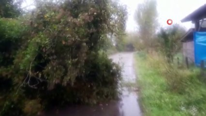 Fırtınada ağaç devrildi yol ulaşıma kapandı