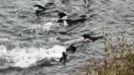 Una decena de calderones muere varados junto a la costa asturiana