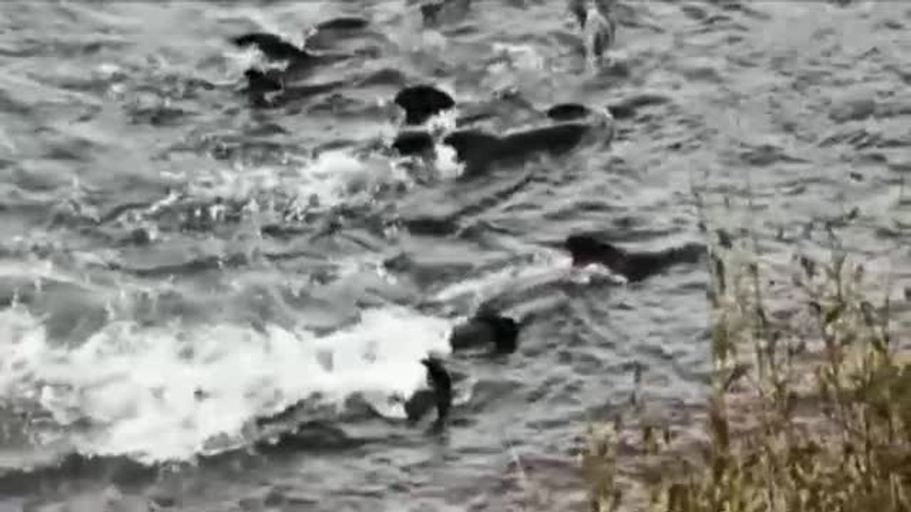 Una decena de calderones muere varados junto a la costa asturiana