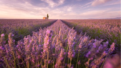 Lavender Sales Surging During Pandemic