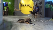 أول مقهى لعشاق الكلاب في السعودية