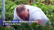 Vendanges en Ile-de-France: une vraie renaissance des vignes