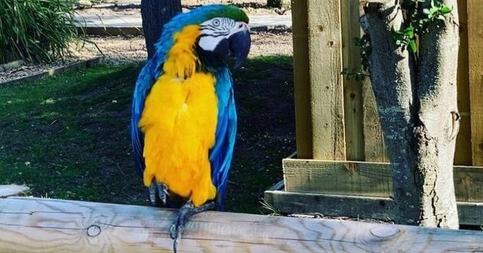 Dans un parc animalier, des perroquets ont été placés en isolement car ils insultaient les visiteurs