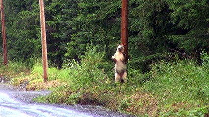 Kermode Bear Scratches Back on Power Pole