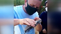 İtfaiye ekiplerinden kaplumbağa kurtarma operasyonu