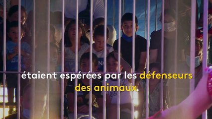 Les animaux sauvages dans les cirques itinérants, "ce n'était plus supportable", pour 30 millions d'amis