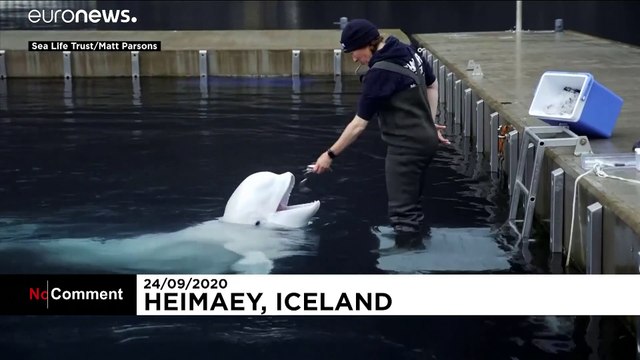 Islande : le goût de la liberté pour deux bélugas