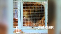 France to ban animal fur, circuses, marine captivity