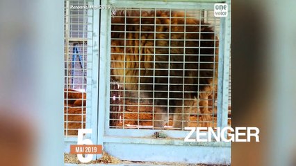 France to ban animal fur, circuses, marine captivity