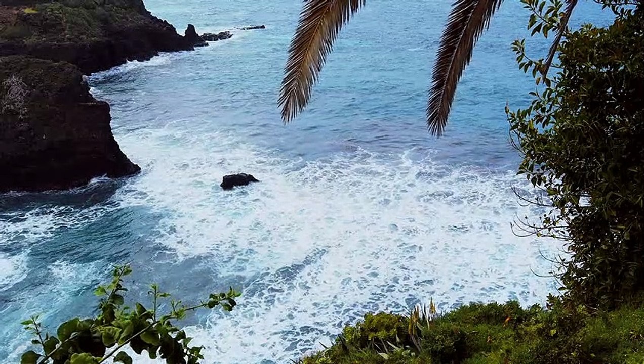 Bay Ocean Palm natural beautiful scene royalty Free  Stock no copyright background  video, creative common Free for commercial use, dron aerial view 4K- or full HD, in the world