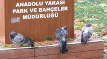Kadıköy’de dolu nedeniyle çok sayıda kuş vefat etti