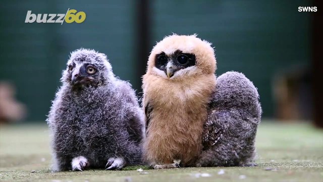 See These Baby Owls Chicks Keeping Cool in the Summer Heat