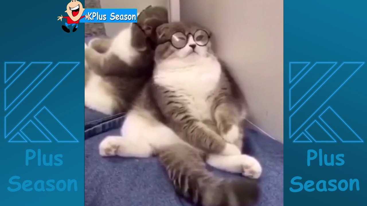 Best funny cats videos | Life Funny Pets |Cats - Awesome Funny Animals Videos