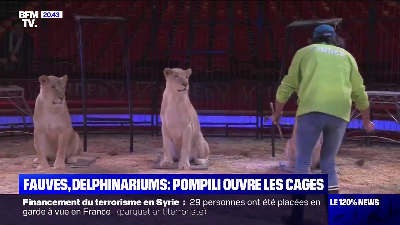 Le gouvernement veut "la fin progressive" des animaux sauvages dans les cirques itinérants