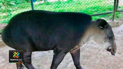 tn7-uno-de-los-centros-de-reproduccion-de-dantas-en-peligro-290920