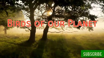Birds of Our Planet - Video Series Part One. #magnificentplanet, #birds
