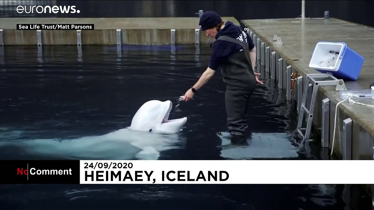 Erstes Bad in Freiheit für Beluga-Wal-Päarchen