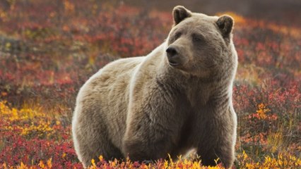 Fat Bear Week Is Here — and You Can Vote On Your Favorite Chunky Fluff