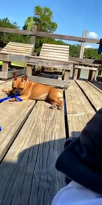 French Bulldog Receives Butterfly Kisses