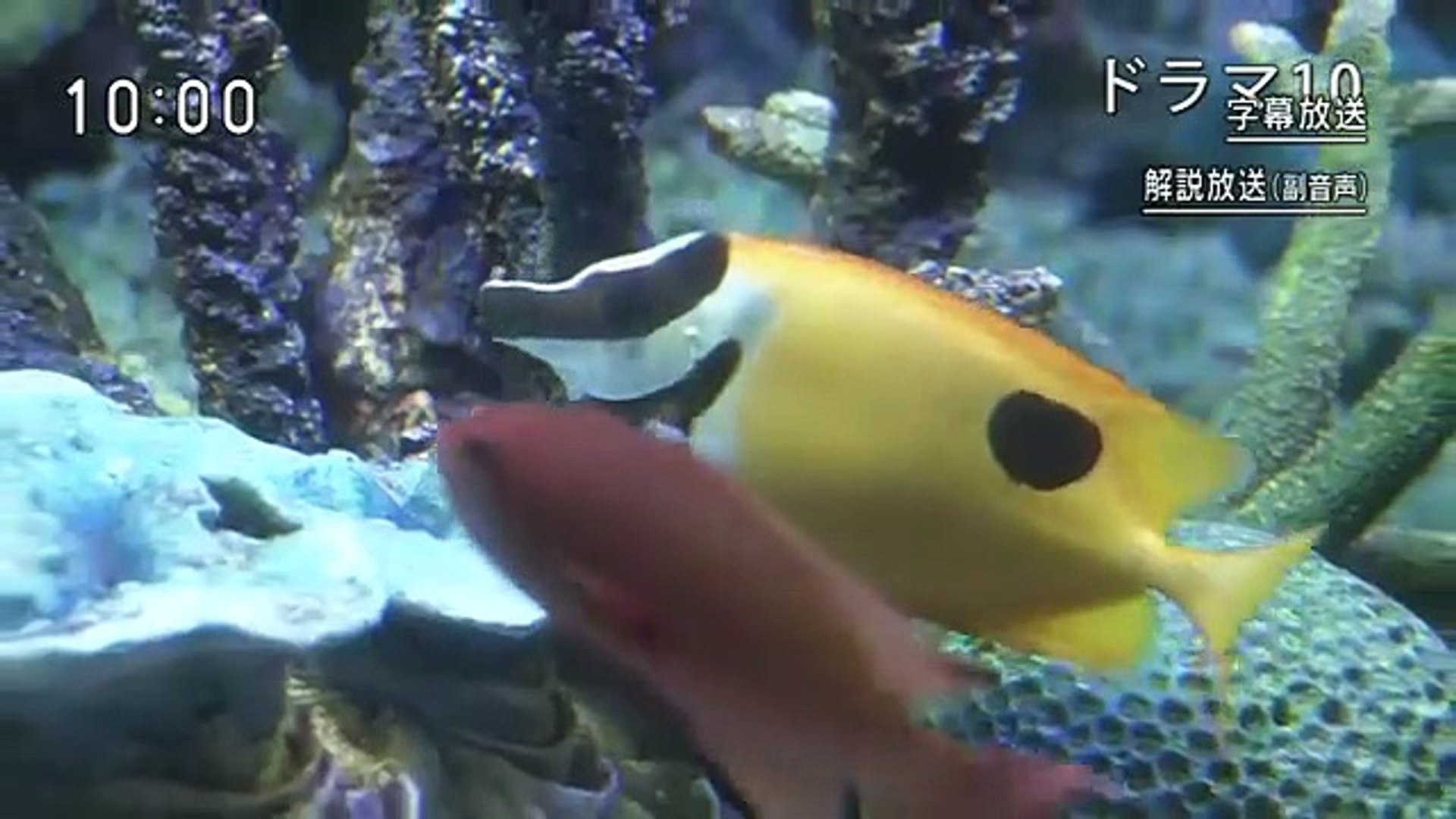 Suizokukan Girl 水族館ガール Aquarium Girl E5 English Subtitles Video Dailymotion