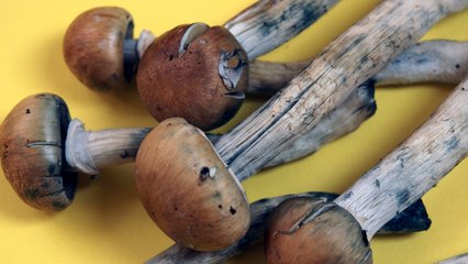 Once A Pot Paradise, College Town Decriminalizes Shrooms