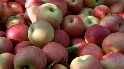 Farmers warn of need for thousands more workers