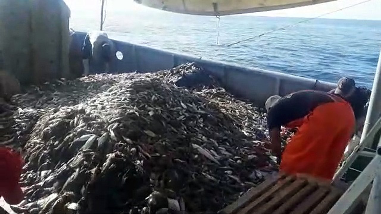 Casi 500 barcos ‘peinan’ el Pacífico en busca de camarón: Conapesca