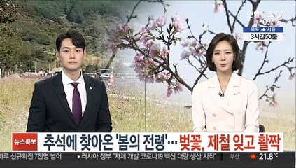 추석에 찾아온 '봄의 전령'…벚꽃, 제철 잊고 활짝