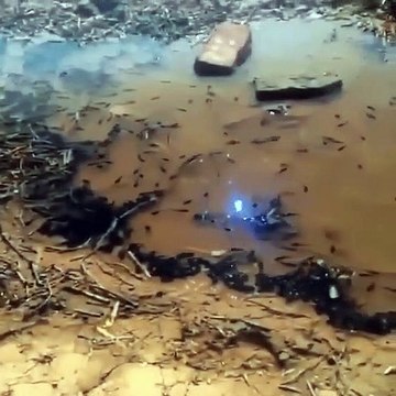 Polarized Glasses Effect