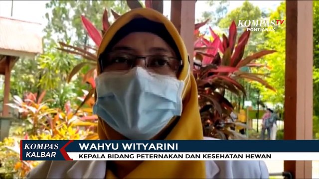 Pemberian Vaksin Rabies Gratis untuk Anjing dan Kucing di Singkawang