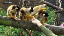 Baby boom at Taipei Zoo lightens pandemic blues