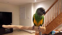 Telling Senegal Parrots Apart