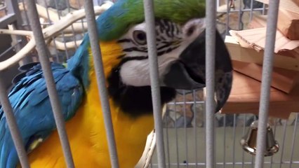 Rachel Blue & Gold Macaw Talking - Step Up, Go to Perch, Rachel