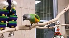 Senegal Parrot vs Cape Parrot Eating Carrots