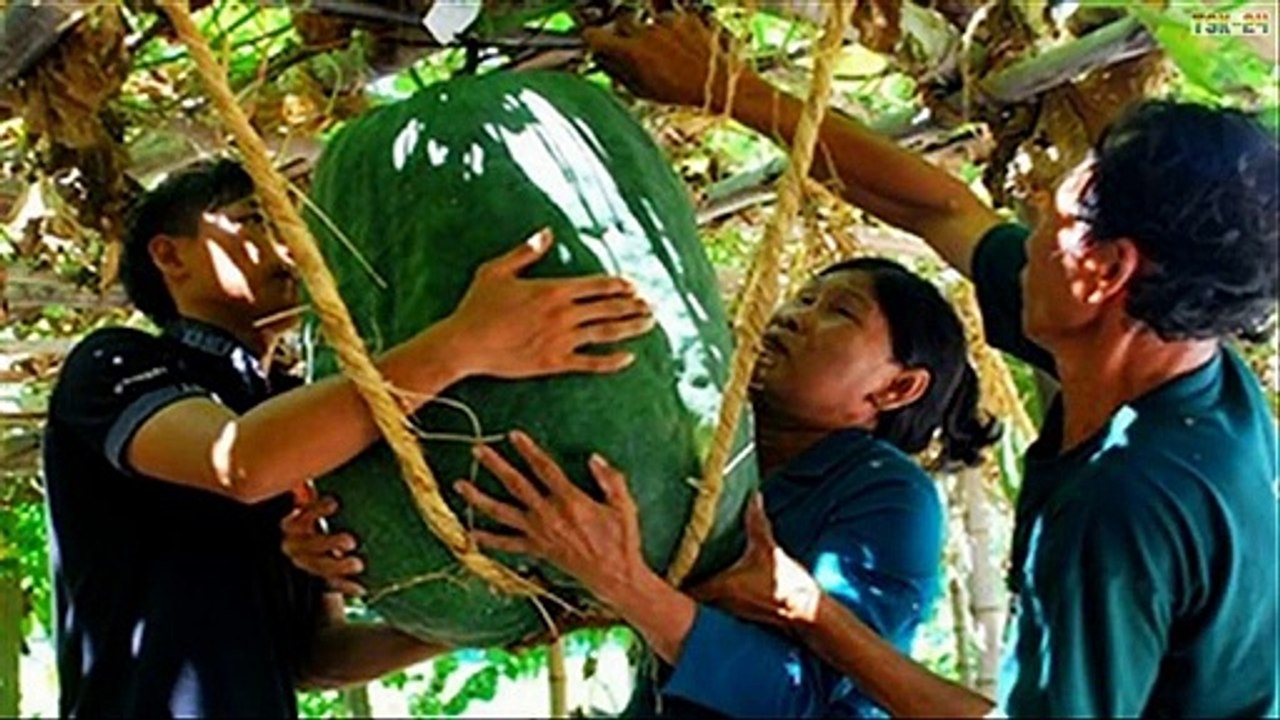 Vegetables & Fruits King - The Largest Vegetables & Fruits in The World