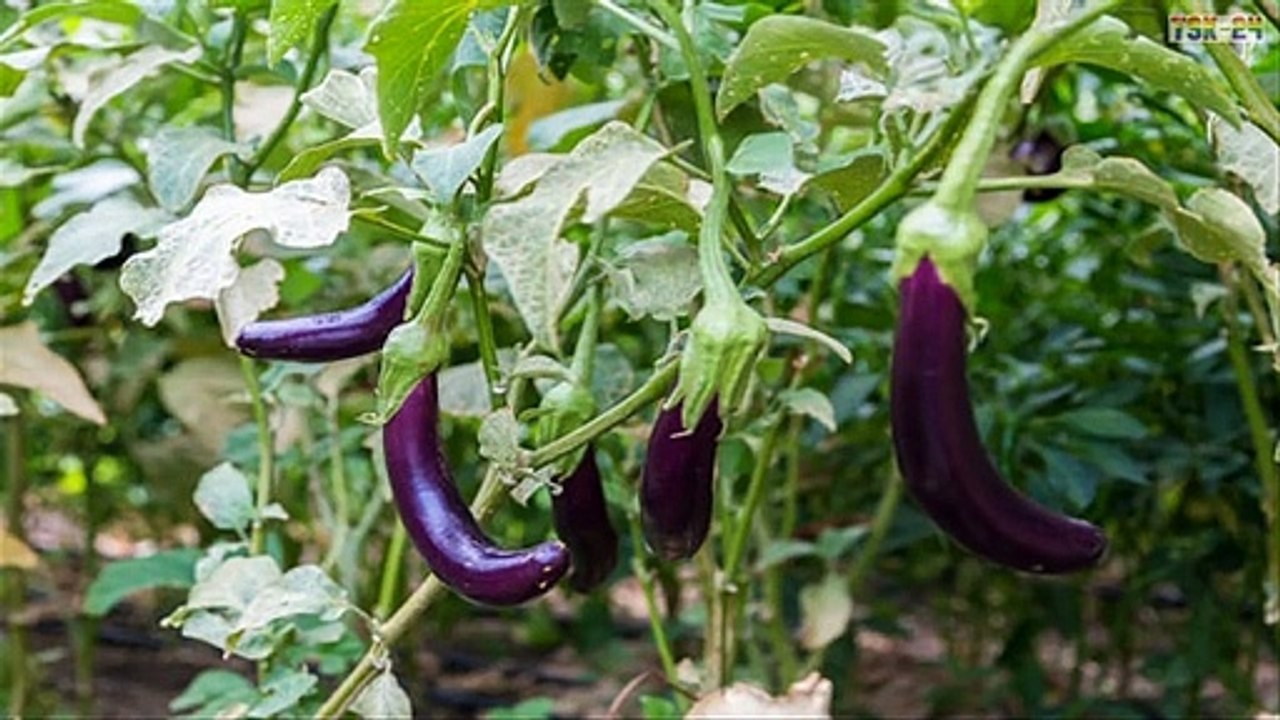 WOW! Amazing Agriculture Technology - Eggplant