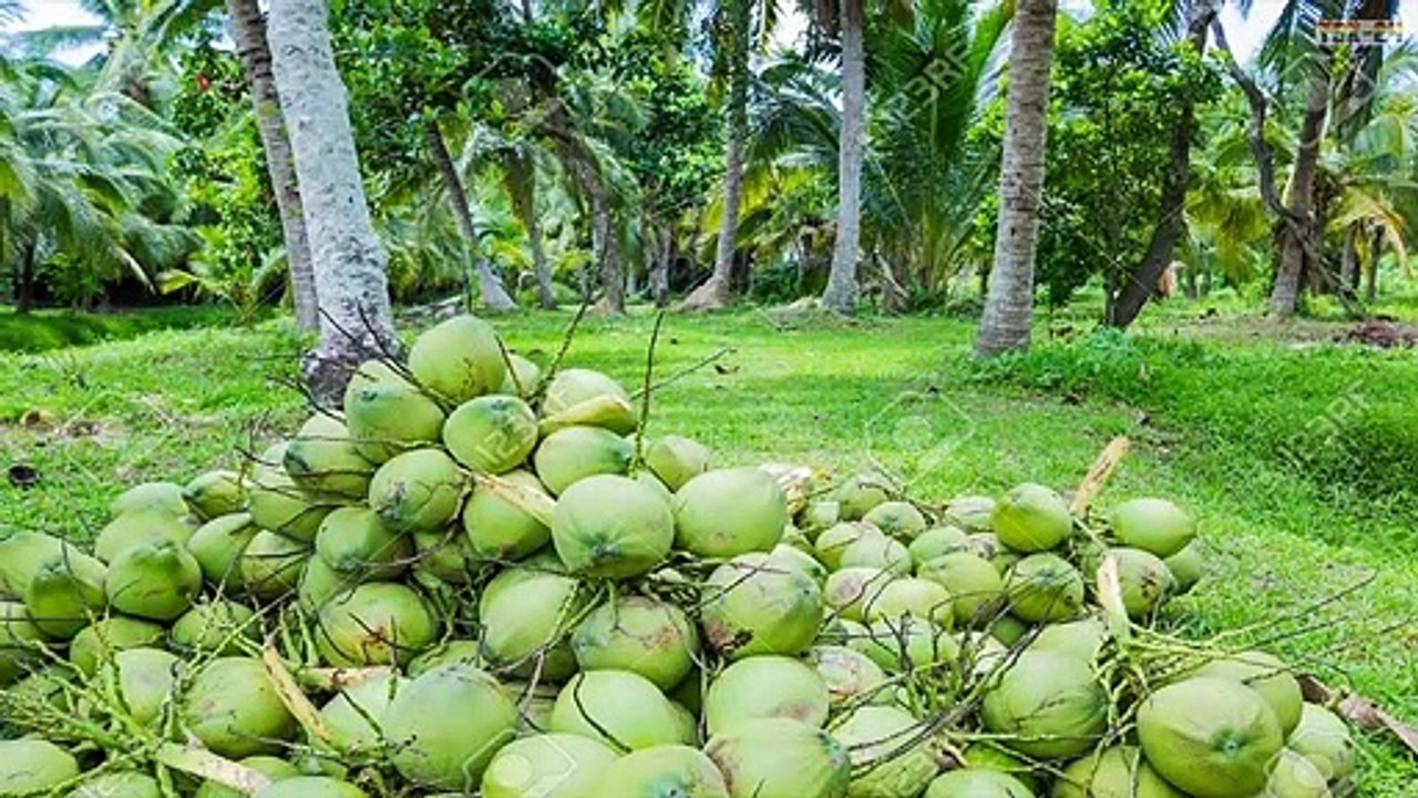 WOW! Amazing Agriculture Technology - Coconut tree