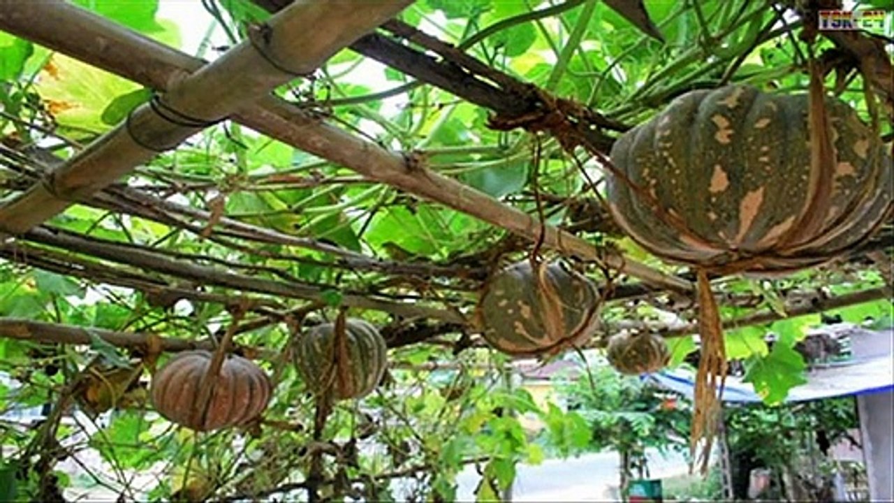 WOW! Amazing Agriculture Technology - Pumpkin