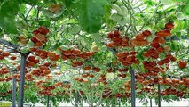 WOW! Most Amazing Fruits & Vegetables Farming Technique - Amazing Agriculture Technology