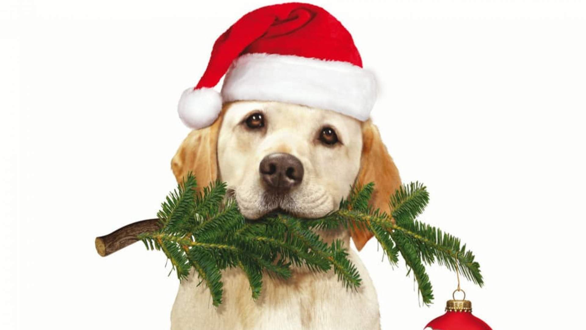 Ein Hund Rettet Weihnachten Trailer Deutsch German 2012 Video Dailymotion