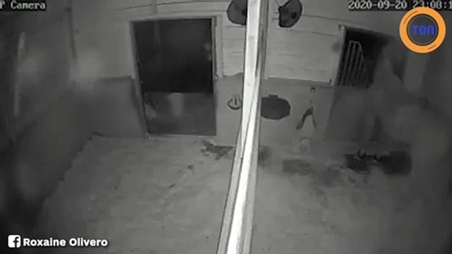 Cette vidéo de surveillance montre un homme qui empoisonne un cheval... ça fait froid dans le dos